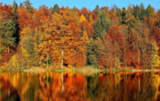 arbres aux couleurs de l'automne