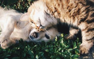 chiot et chat dans l'herbe